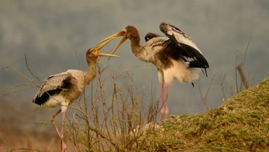 Painted Stork Juvenile