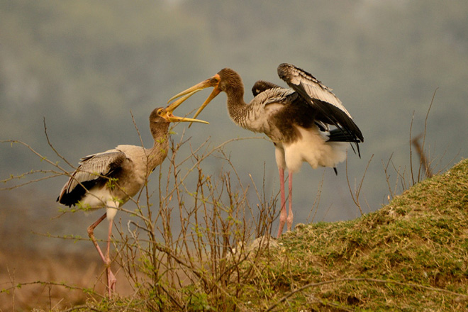 Painted Stork Juvenile