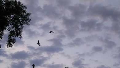 Kolkata Sky