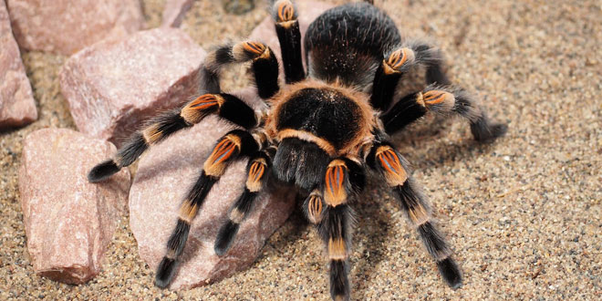 Tarantula