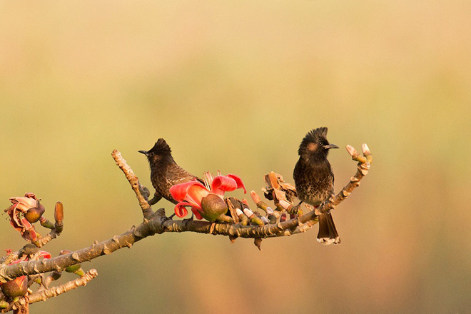 Red Vented Bulbul