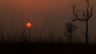 Orang Tiger Reserve