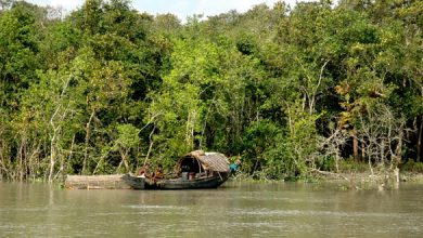 Sundarbans