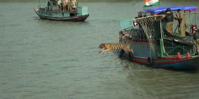 Sundarbans