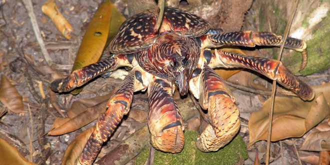 Coconut Crab