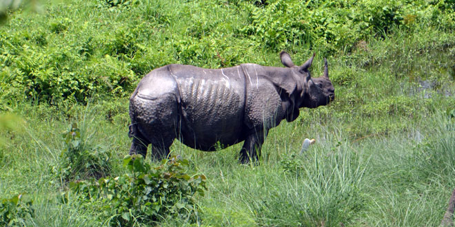 Gorumara National Park