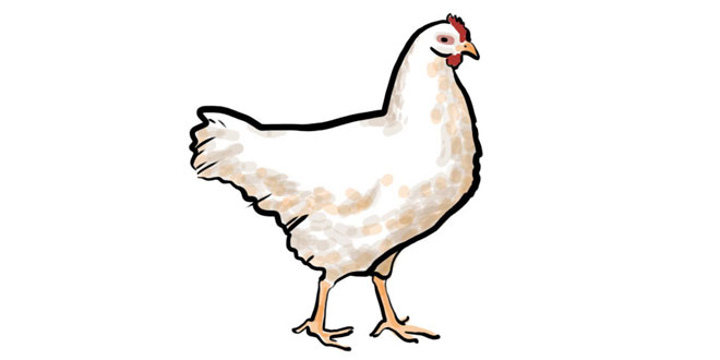 Hen