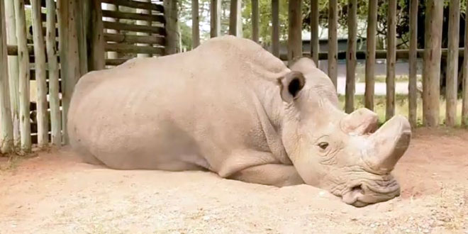 Male Northern White Rhino