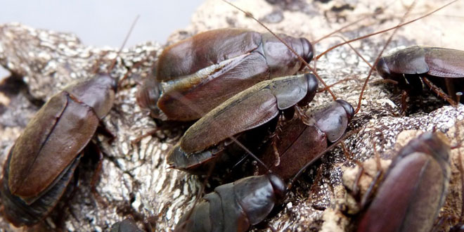 Pacific Beetle Cockroach