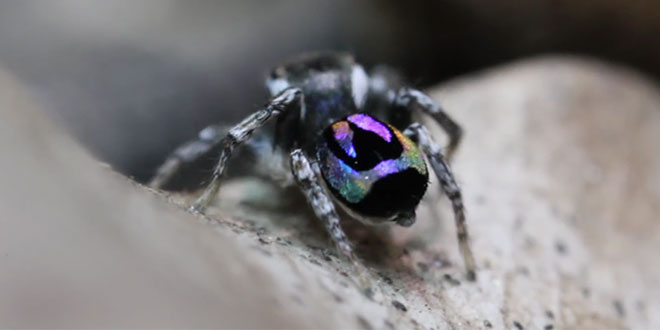 Peacock Spider