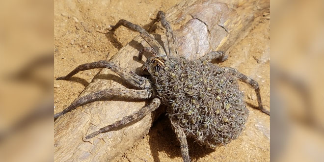 Wolf Spider