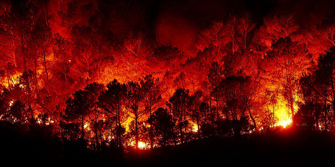 Forest Fire