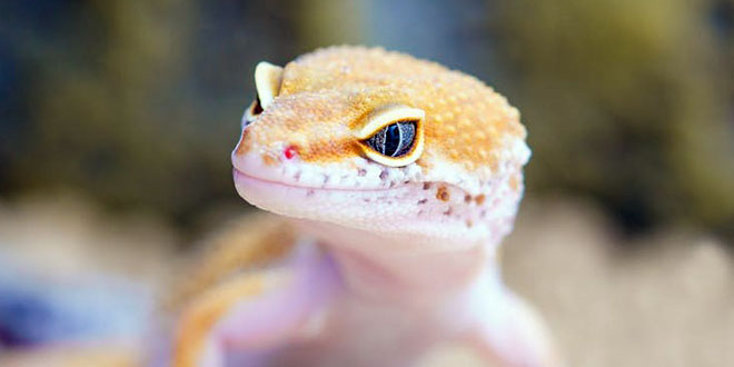 Gecko