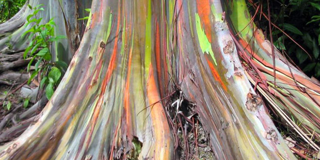 Rainbow Eucalyptus