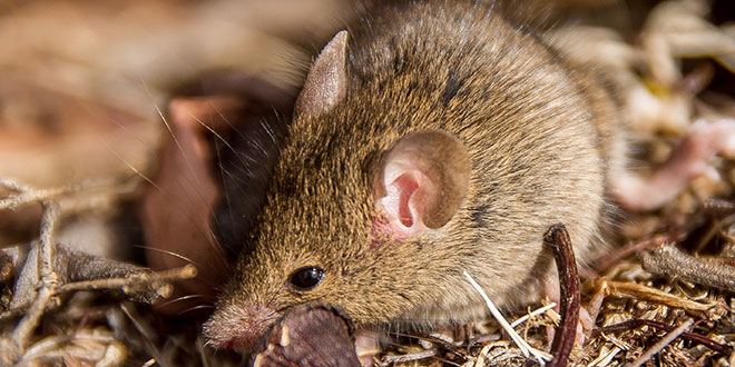 Antechinus