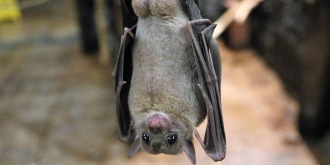 Bat