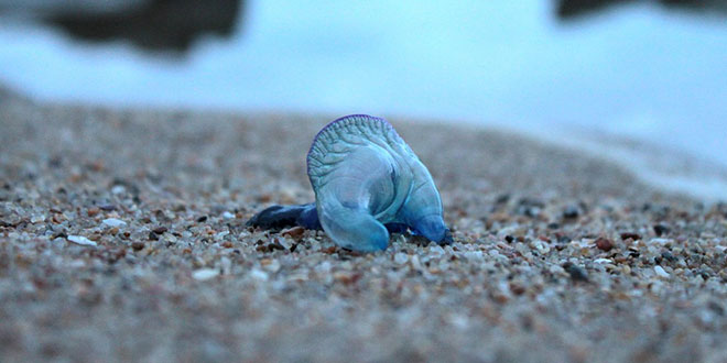 Blue Bottle Jellyfish