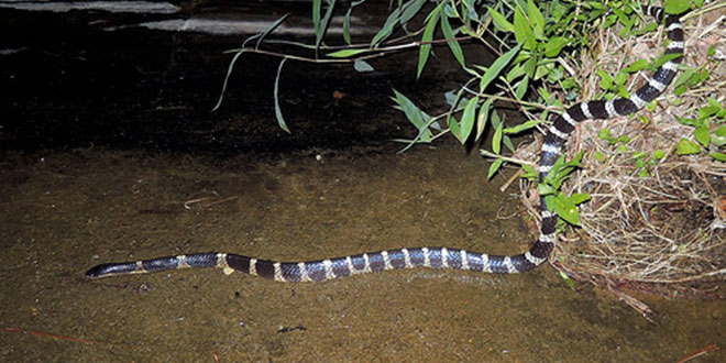 Common Krait