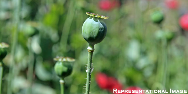 Poppy Capsules