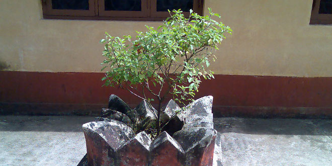 Tulsi