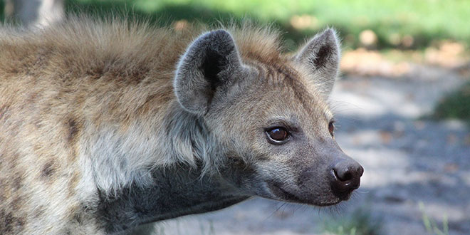 Hyena