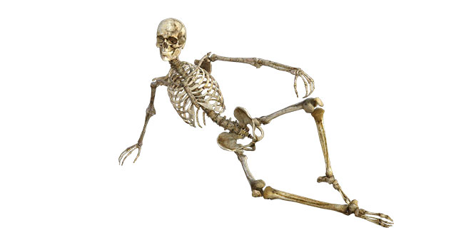 Skeleton