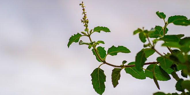 Tulsi