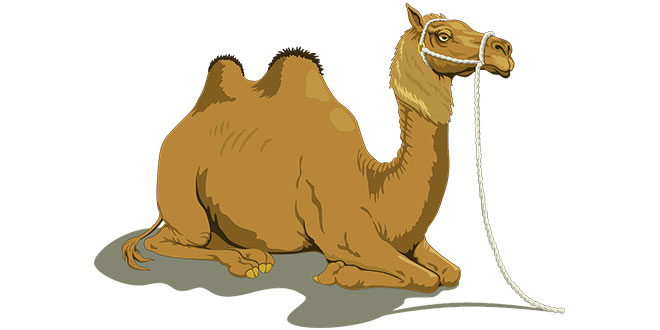 Camel