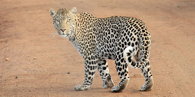 Leopard