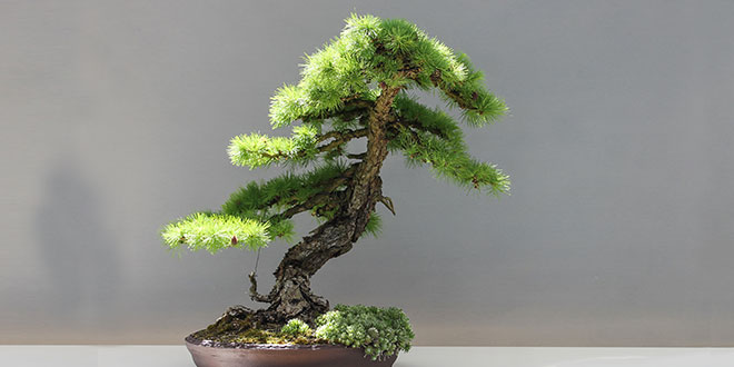 Bonsai