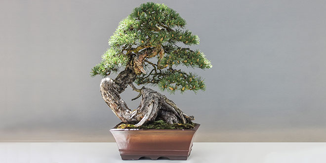 Bonsai