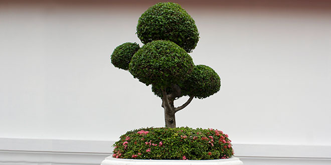 Bonsai