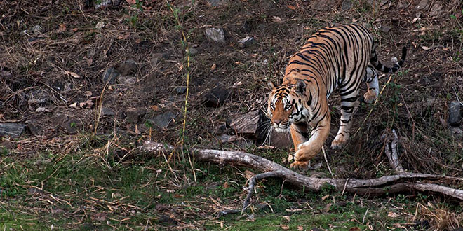 Jim Corbett National Park