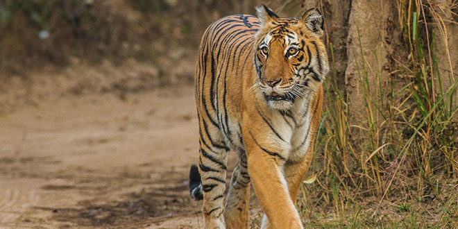 Jim Corbett National Park