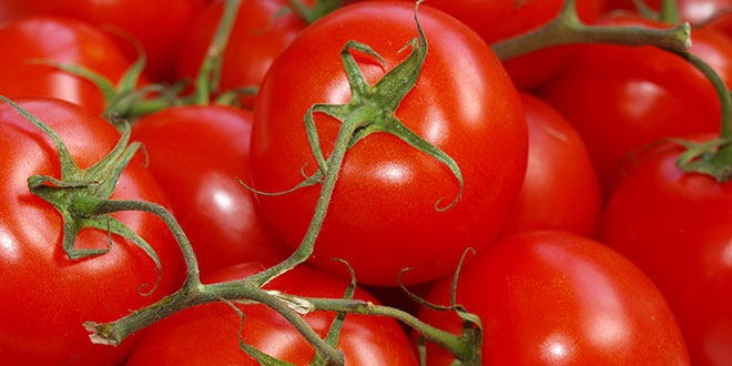 Tomato