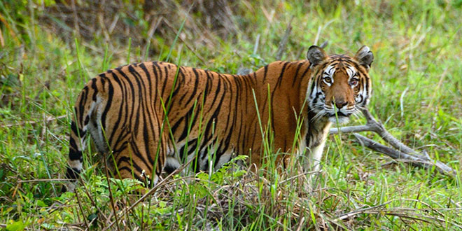 Kaziranga National Park