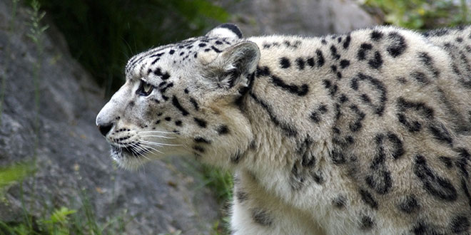 Snow Leopard