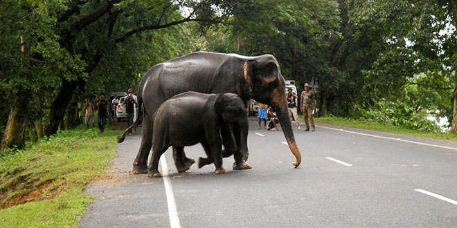 Kaziranga National Park