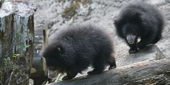 Sloth Bear