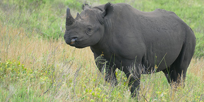 Black Rhinoceros