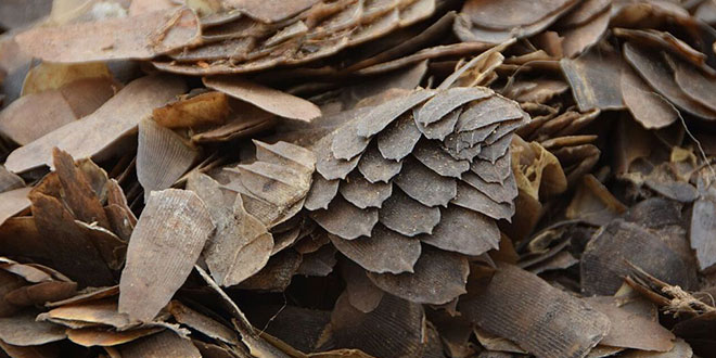 Pangolin