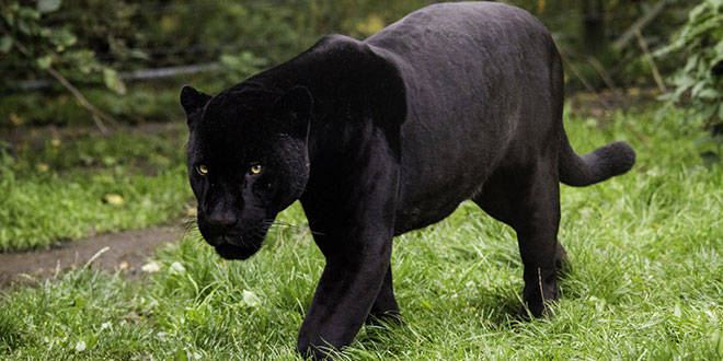 Panther