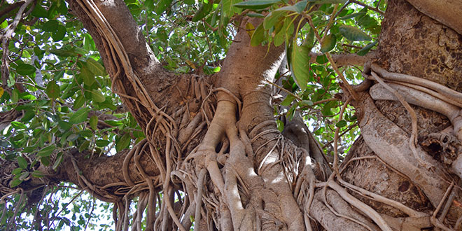 Banyan Tree