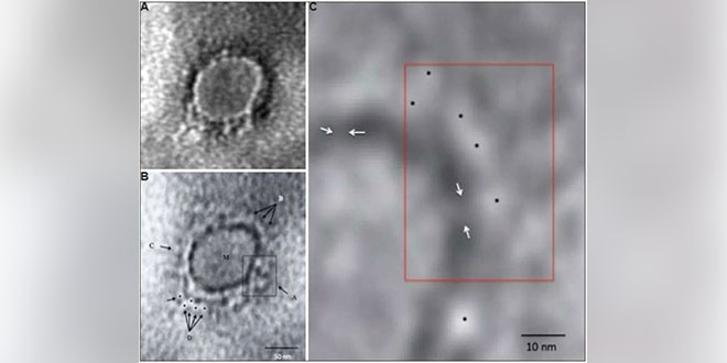 Coronavirus