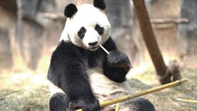 Giant Panda