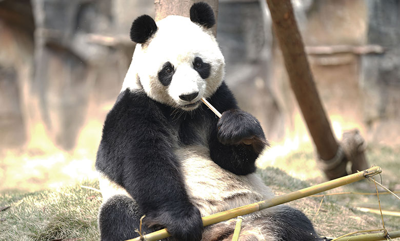 Giant Panda