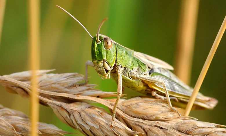 Locust