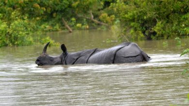 Assam Floods