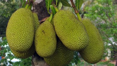 Jackfruit