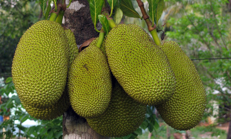 Jackfruit